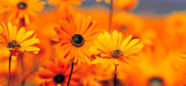 Full-Width Featured Image